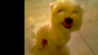 Скажи СЫЫЫР - смотреть видео (0:38)