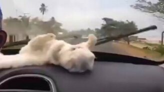 Белоснежный котёнок и дворники - смотреть видео (0:28)