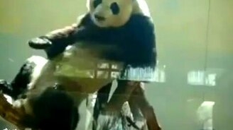 Поп Панда - смотреть видео (0:49)