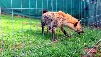 Гиена-хохотунья - смотреть видео (0:53)