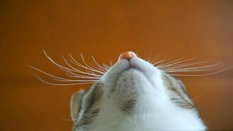 Усы заинтересованной кошки - смотреть видео (0:55)