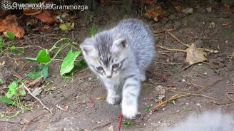 Робкие котята - смотреть видео (2:32)