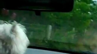 Собака и дворники - смотреть видео (0:16)