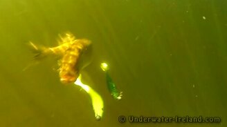 Щуки атакуют! - смотреть видео (10:30)