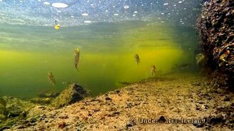 Наблюдаем за щурятами - смотреть видео (5:59)