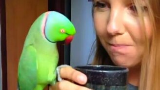 Утренний кофе с хозяйкой - смотреть видео (0:34)