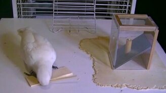 Сообразительные какаду - смотреть видео (1:29)