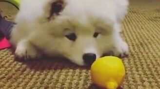 Щенок и кусок лимона - смотреть видео (0:14)