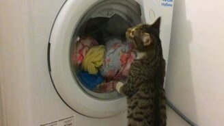 Кот и машинка-автомат - смотреть видео (1:25)