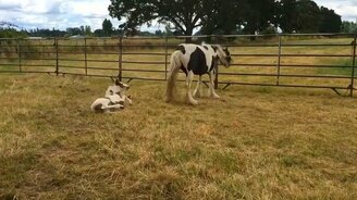 Жеребёнок покоряет свою маму - смотреть видео (0:37)