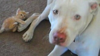 Знакомство котёнка с питбулем - смотреть видео (1:22)
