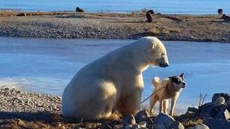 Дружба пса и полярного мишки - смотреть видео (0:35)