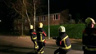 Собака помогает валить дерево - смотреть видео (0:31)