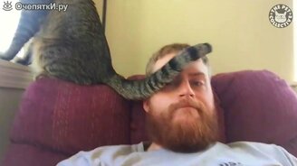 Кошачья пассивная агрессия - смотреть видео (5:27)