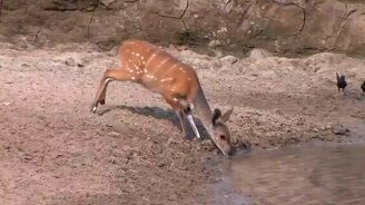 Рефлексы быстрее пасти - смотреть видео (1:16)