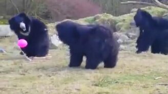 Шарик с гелием и медведи - смотреть видео (0:59)