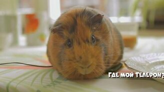 Животные в коротких приколах - смотреть видео (10:26)