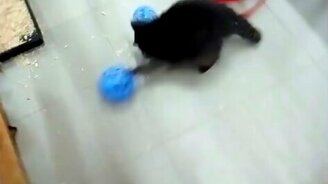 Еноты и синие шары - смотреть видео (1:52)