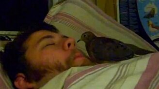 Птица чистит нос хозяину - смотреть видео (0:20)