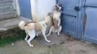 Не огрызайся на детей, мать! - смотреть видео (0:21)