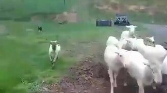 Собачья работа - смотреть видео (1:13)