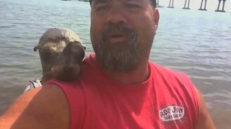 Дружелюбный тюленёнок - смотреть видео (0:39)