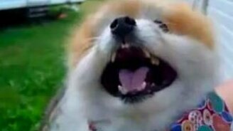 Пушистик вампир - смотреть видео (0:36)