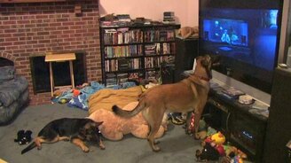 Собака смотрит мультик - смотреть видео (4:37)