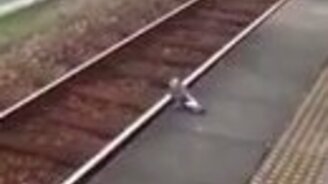 Голубь-заяц и электричка - смотреть видео (0:29)