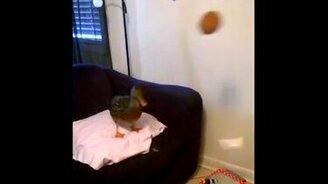 Утка-волейболистка - смотреть видео (0:46)