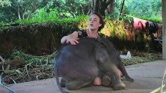 Слонёнок на ручках у девушки - смотреть видео (0:24)