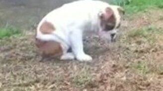 Щенок и его первый дождь - смотреть видео (0:56)