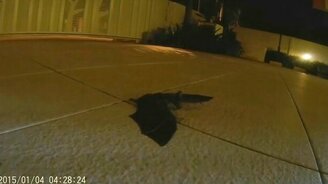 Подобрала своего летучего мышонка - смотреть видео (1:48)