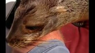 Морской лев ласкается к незнакомцам - смотреть видео (6:11)