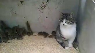 Безразличная кошка и куча мышей - смотреть видео (1:42)