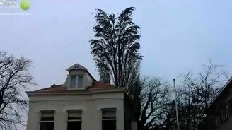 Эффектный взлёт стаи - смотреть видео (0:40)