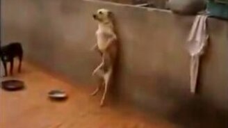 Непроизвольный собачий танец - смотреть видео (1:07)