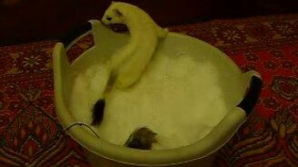 Игривый горностай - смотреть видео (6:08)