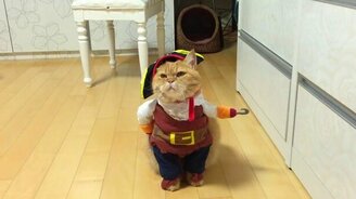 Смешной кот-пират - смотреть видео (0:22)