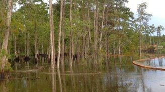 Река поглотила деревья - смотреть видео (3:12)