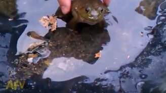 Если разозлить лягушку - смотреть видео (0:32)