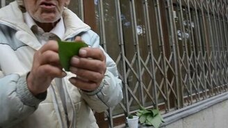 Дедушка играет музыку на листьях - смотреть видео (2:11)