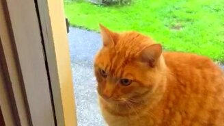 Кот звонит в дверь - смотреть видео (0:46)