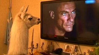 В московской квартире поселилась лама - смотреть видео (3:13)