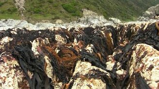 Землетрясение обнажило океанское дно - смотреть видео (1:32)