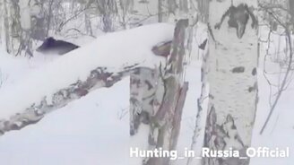 Кабаны и охотник - смотреть видео (0:42)