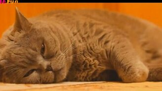 Весёлости с кошками - смотреть видео (10:11)