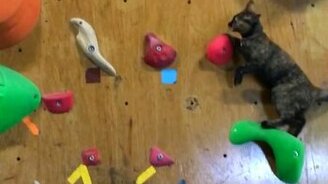 Котик-скалолаз - смотреть видео (1:11)