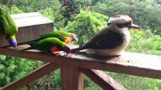 Австралийские воробушки - смотреть видео (4:01)