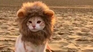 Маленький лев в пустыне - смотреть видео (0:25)